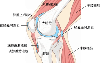 膝関節滑液包の解剖