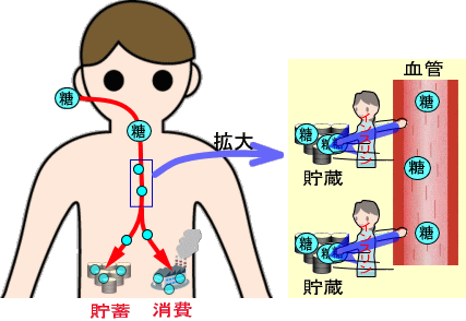 ブドウ糖とは