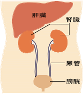 腎臓