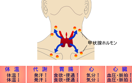 甲状腺ホルモン　画