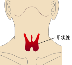 甲状腺　画